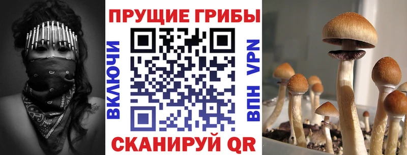купить наркотики сайты  Чебоксары  KRAKEN ТОР  Псилоцибиновые грибы GOLDEN TEACHER 